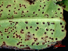 Puccinia crepidicola
