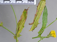 Puccinia crepidicola