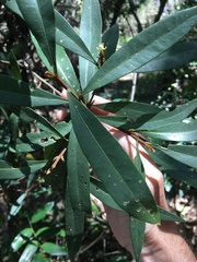 Samadera bidwillii