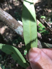 Samadera bidwillii