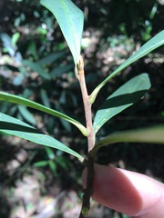 Samadera bidwillii