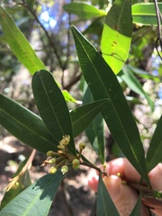 Samadera bidwillii