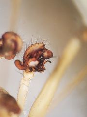 Drapetisca alteranda