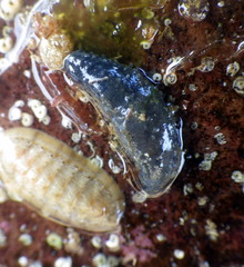 Neoamphicyclus mutans