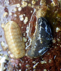 Neoamphicyclus mutans