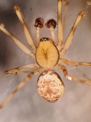 Drapetisca alteranda