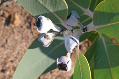Eucalyptus pleurocarpa
