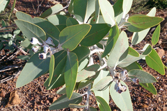 Eucalyptus pleurocarpa