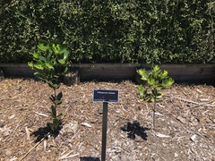 Pittosporum roimata