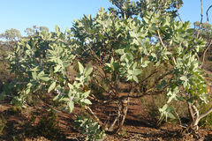 Eucalyptus pleurocarpa