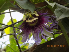 Passiflora serratifolia