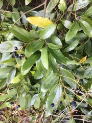 Cryptocarya onoprienkoana