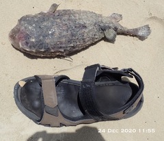 Dicotylichthys punctulatus