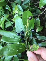 Cryptocarya onoprienkoana