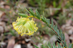 Pimelea suaveolens