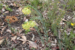 Pimelea suaveolens