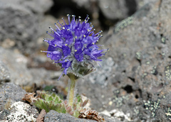 Veronica alaskensis
