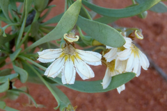 Scaevola spinescens