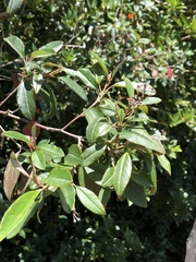 Pomaderris hamiltonii