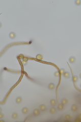 Trichia botrytis