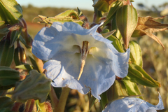 Trichodesma zeylanicum