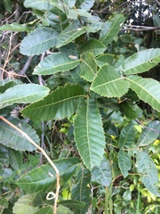 Alectryon subdentatus