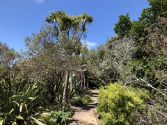 Pomaderris hamiltonii