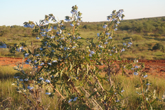 Trichodesma zeylanicum