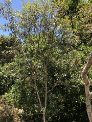 Pomaderris hamiltonii