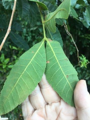 Alectryon subdentatus