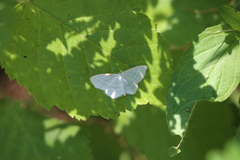 Scopula quadrilineata