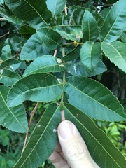 Alectryon subdentatus