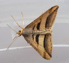 Chiasmia subcurvaria