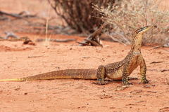 Varanus panoptes rubidus