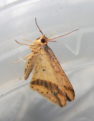 Chiasmia subcurvaria