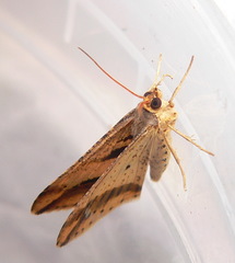 Chiasmia subcurvaria