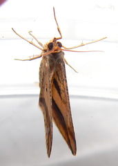Chiasmia subcurvaria