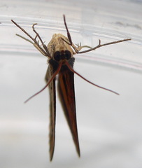 Chiasmia subcurvaria