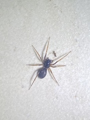 Corinninae