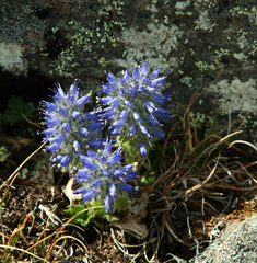 Veronica alaskensis