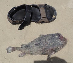 Dicotylichthys punctulatus