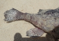 Dicotylichthys punctulatus