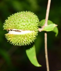 Bignonia binata