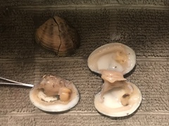 Ruditapes philippinarum