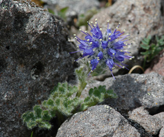 Veronica alaskensis