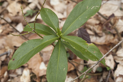 Daphne pontica