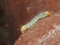 Lithacodia crotopha
