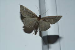 Eulithis flavibrunneata