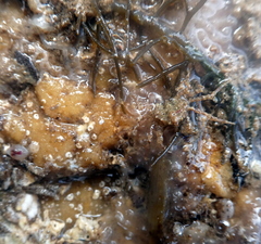 Halicarcinus