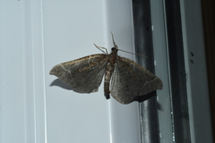 Eulithis flavibrunneata